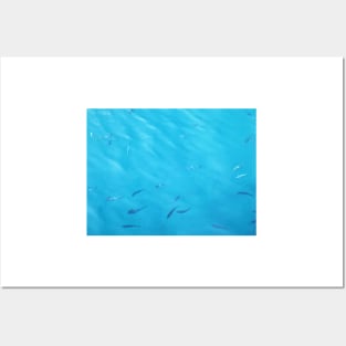 Fish in the Blue Sea Water Photo Posters and Art